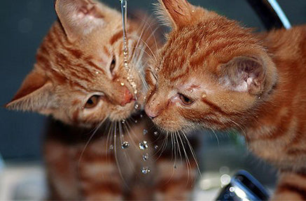 Why Does My CAT Drink Water With Their PAW?